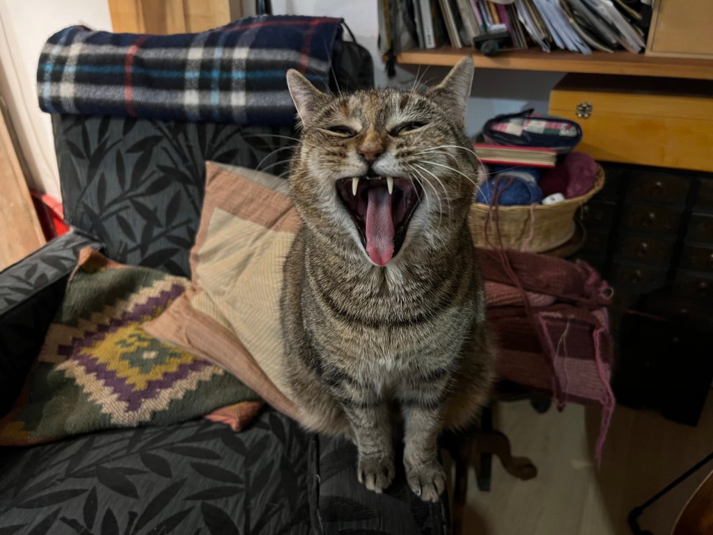 Maggie The Cat Mouth Wide Open Only two teeth on show